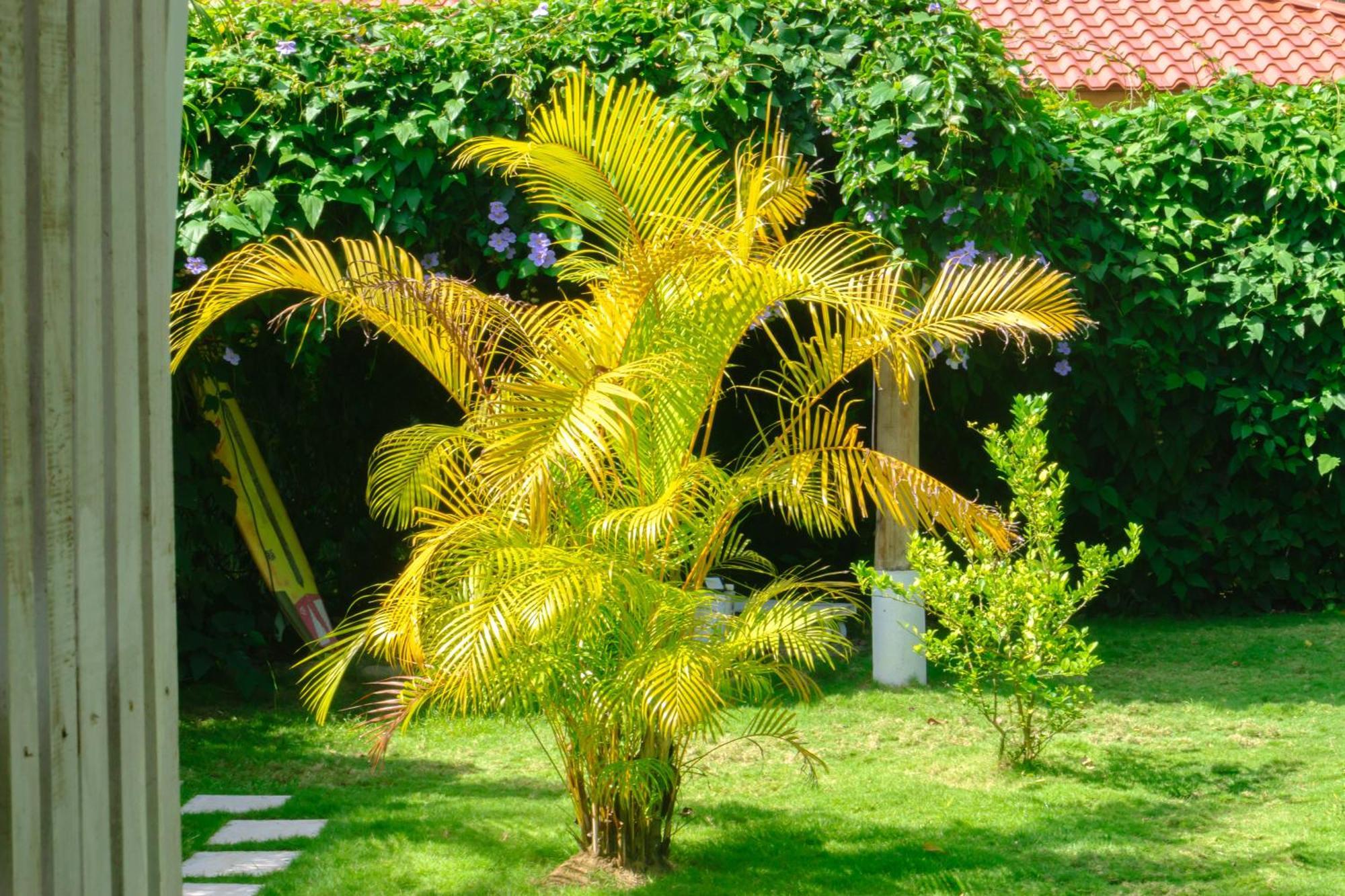 Olivia Del Caribe Suite Puerto Viejo de Talamanca Eksteriør bilde